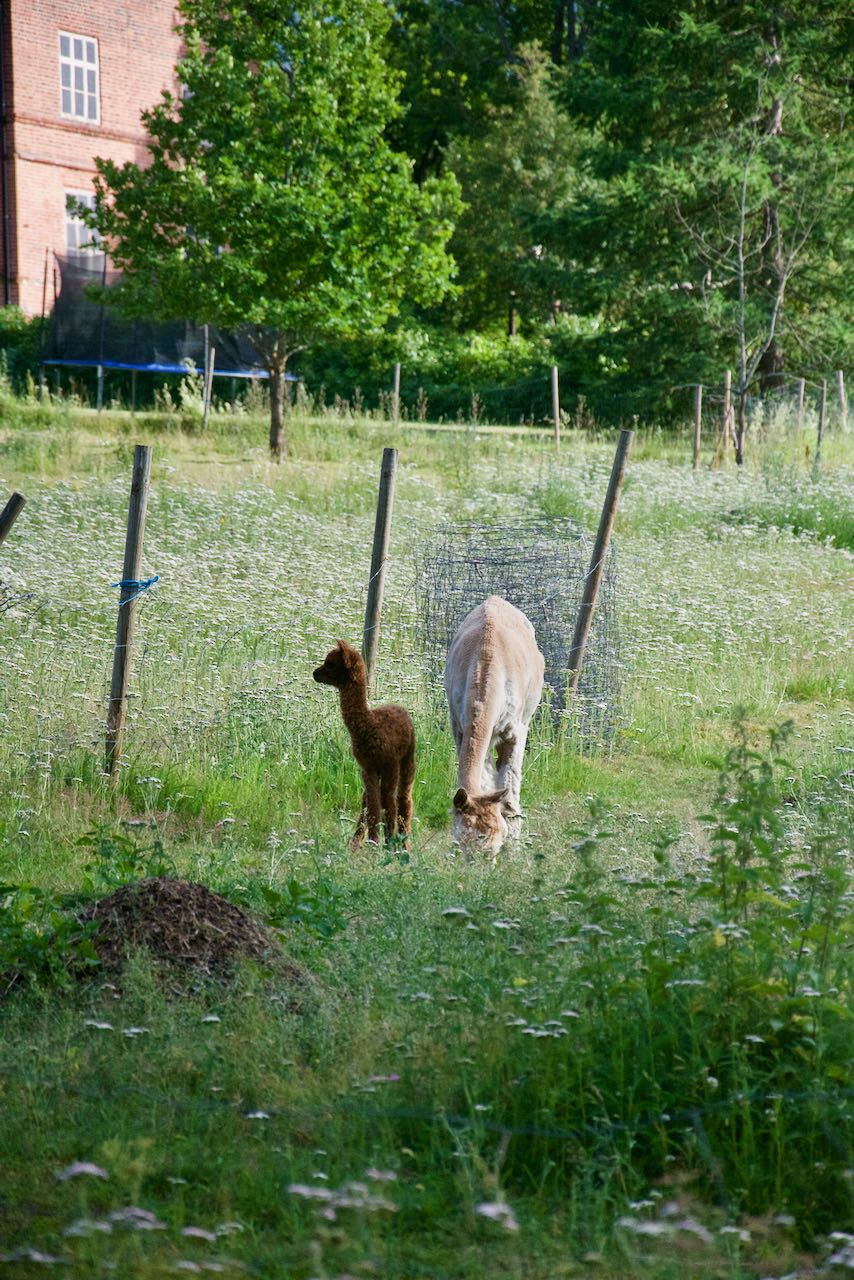 En nyfödd alpackabebis bredvid sin mamma